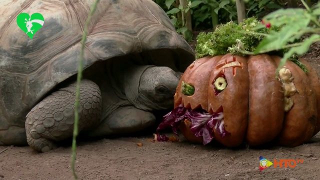 Bioparco di Roma – Halloween al Bioparco il 30 e 31 Ottobre