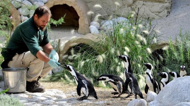 A Capodanno il Bioparco di Roma è aperto – Il primo giorno dell’anno pasti e incontri ravvicinati con gli animali