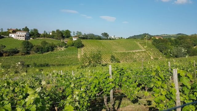 Ottime le prospettive della vendemmia 2023 per Cantina Torrevilla. Positiva anche la chiusura del bilancio, in aumento rispetto allo scorso anno