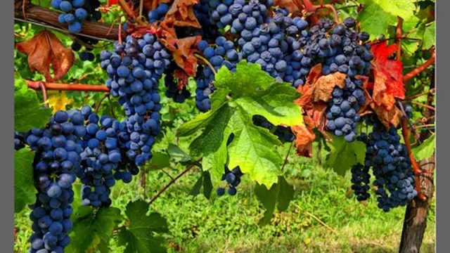 Situazione pre-vendemmia 2023