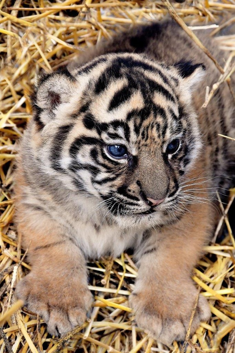 Bioparco di Roma – Scelto il nome della cucciola di tigre di Sumatra nata lo scorso 1° dicembre