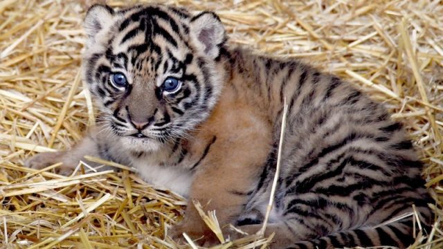 Bioparco di Roma – Scelto il nome della cucciola di tigre di Sumatra nata lo scorso 1° dicembre