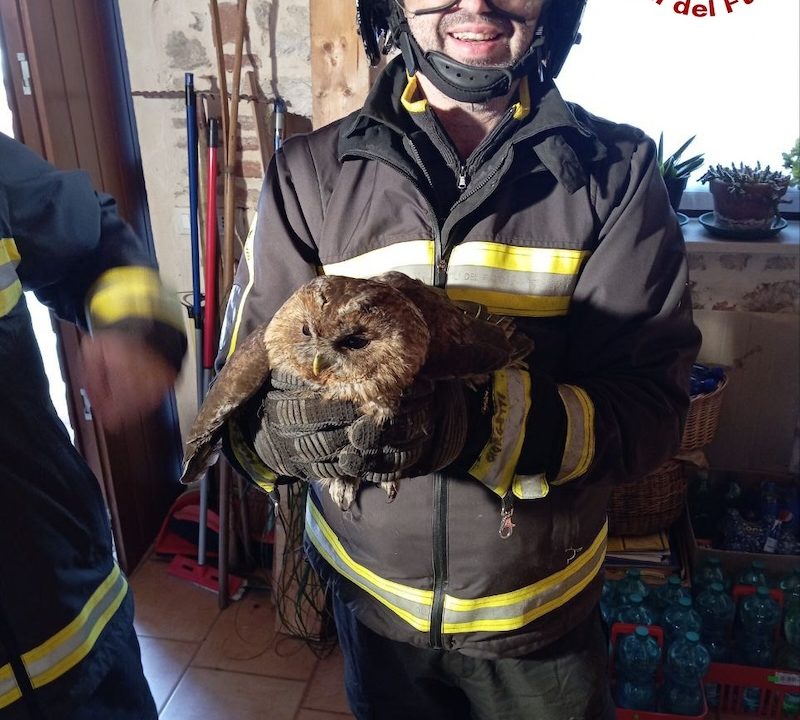 Schio Loc. Castellaro (VI) – Salvata dai Vigili del fuoco una civetta bloccata all’interno di una canna fumaria
