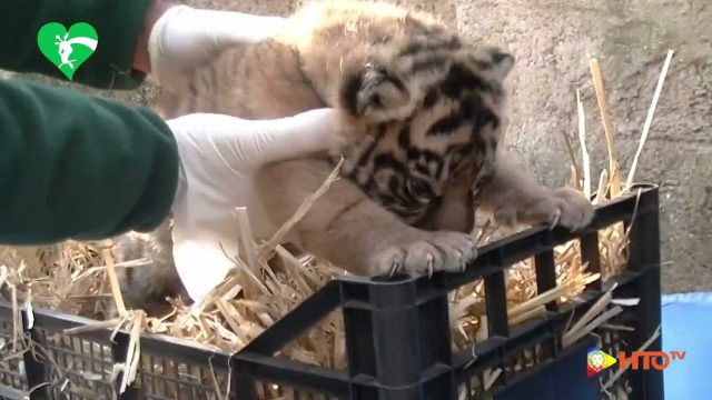 Fiocco rosa al Bioparco di Roma: nata una femmina di tigre di Sumatra