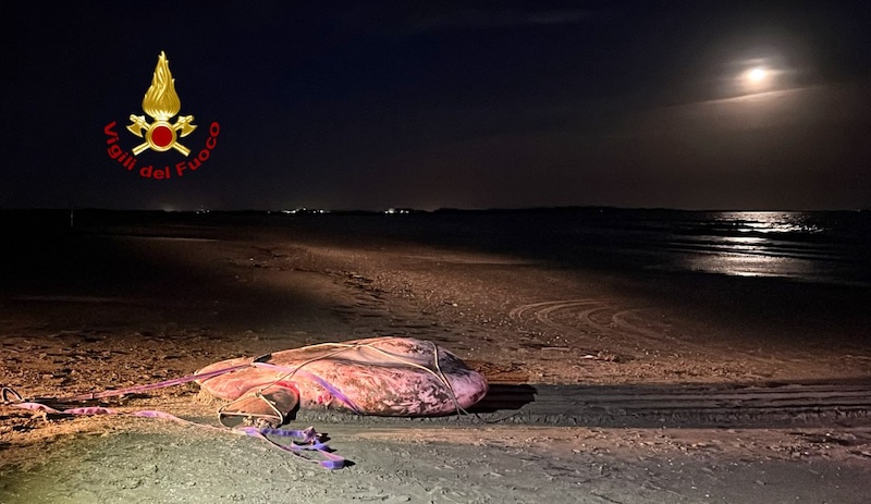 Venezia Loc. Lido – La carcassa di un enorme pesce Luna si arena sulla spiaggia