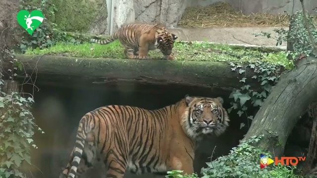 Fondazione Bioparco di Roma – La prima uscita di Kala, la cucciola di tigre di Sumatra nata al Bioparco