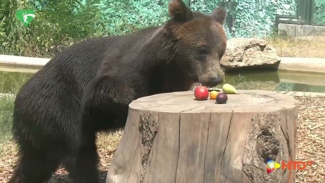 Fondazione Bioparco di Roma: L’orso Kuma trasferito in un centro di recupero tedesco – La partenza del plantigrado