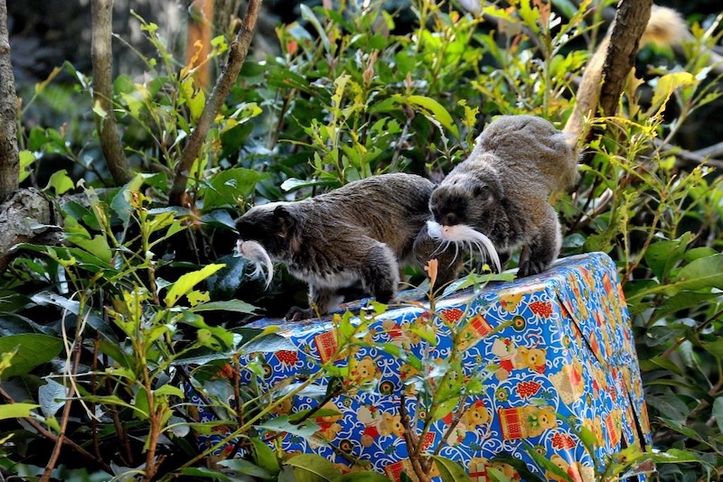 Festività Natalizie al Bioparco di Roma – Dal 26 Dicembre 2024 al 6 Gennaio 2025