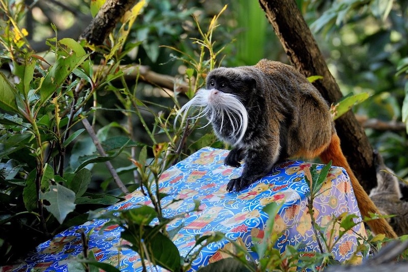 Festività Natalizie al Bioparco di Roma – Dal 26 Dicembre 2024 al 6 Gennaio 2025