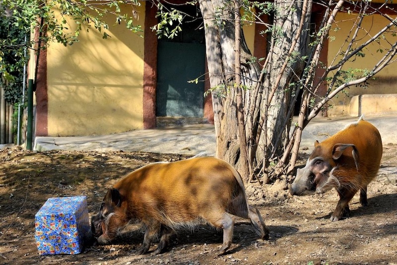 Festività Natalizie al Bioparco di Roma – Dal 26 Dicembre 2024 al 6 Gennaio 2025