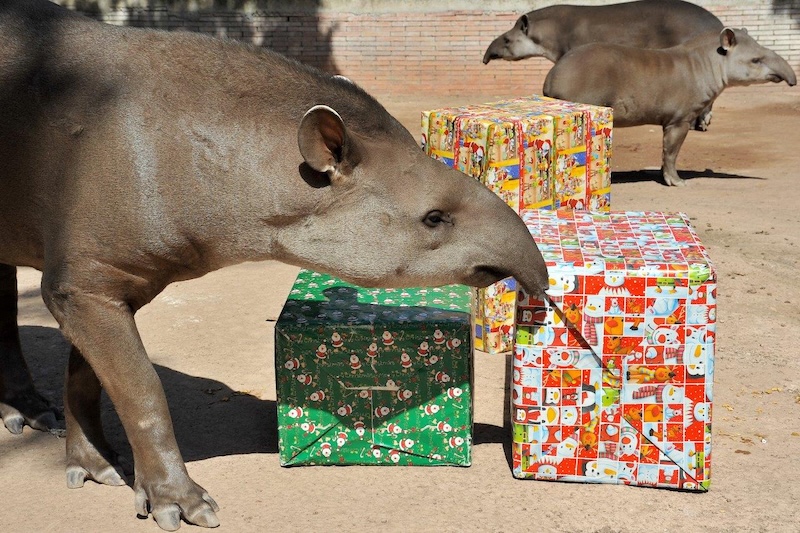 Festività Natalizie al Bioparco di Roma – Dal 26 Dicembre 2024 al 6 Gennaio 2025