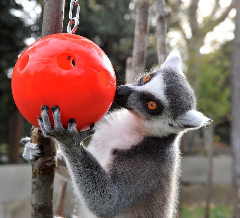 Festività Natalizie al Bioparco di Roma – Dal 26 Dicembre 2024 al 6 Gennaio 2025