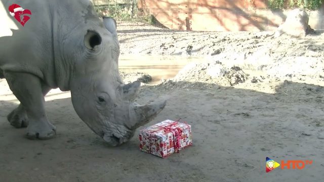 Fondazione Bioparco di Roma – Gli animali ricevono dai guardiani doni natalizi