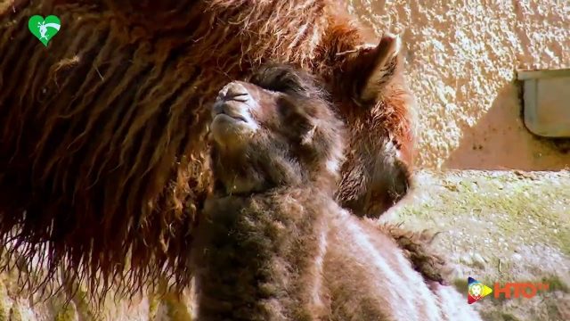 Fondazione Bioparco di Roma – Fiocco azzurro al Bioparco, è nato Frosy maschio di cammello della Battriana