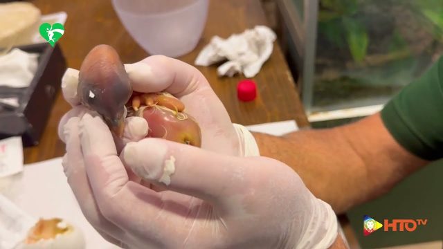 Nato un raro esemplare di Avvoltoio Papa al Bioparco di Roma