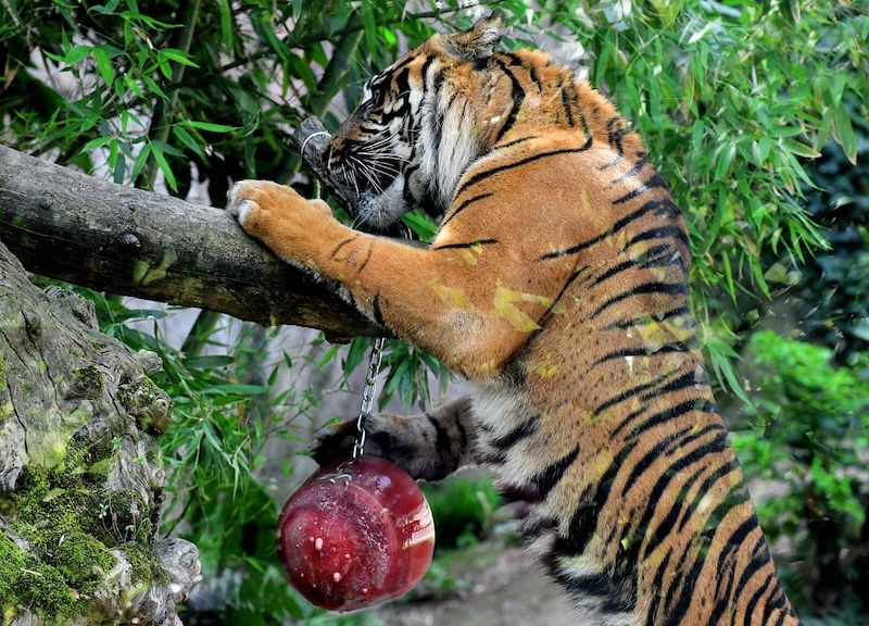 Ferragosto 2025 al Bioparco di Roma:  In programma attività educative, cocomeri agli animali e visita alla mostra ‘Plasticocene’