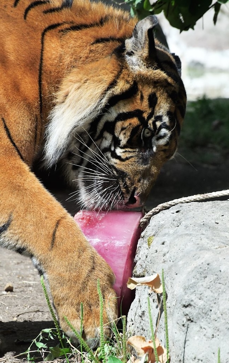 Ferragosto 2025 al Bioparco di Roma:  In programma attività educative, cocomeri agli animali e visita alla mostra ‘Plasticocene’