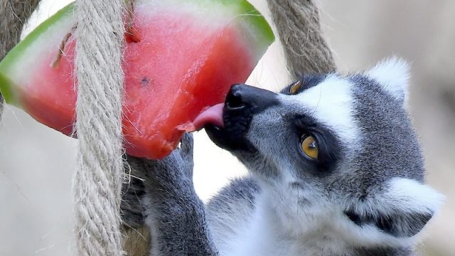 Ferragosto 2025 al Bioparco di Roma:  In programma attività educative, cocomeri agli animali e visita alla mostra ‘Plasticocene’