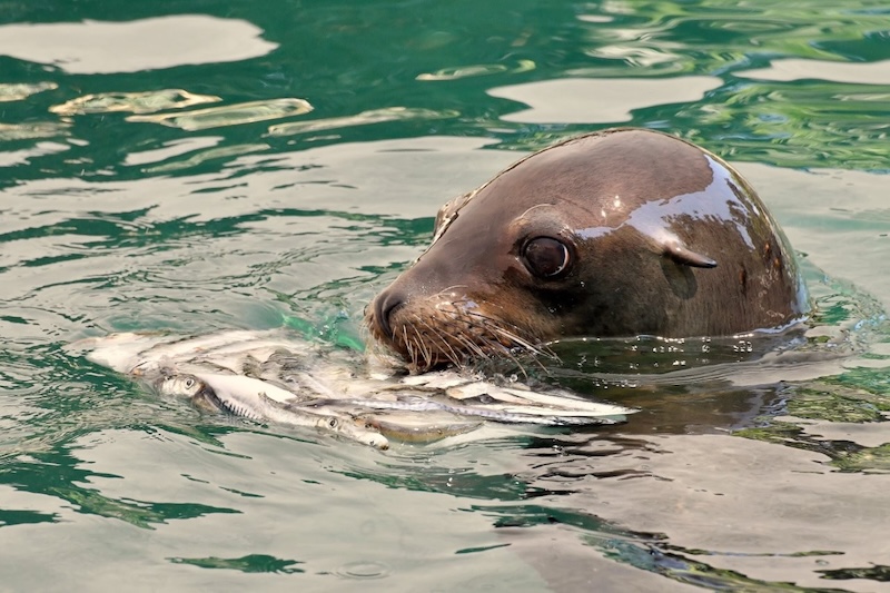 Ferragosto 2025 al Bioparco di Roma:  In programma attività educative, cocomeri agli animali e visita alla mostra ‘Plasticocene’