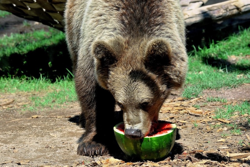 Ferragosto 2025 al Bioparco di Roma:  In programma attività educative, cocomeri agli animali e visita alla mostra ‘Plasticocene’