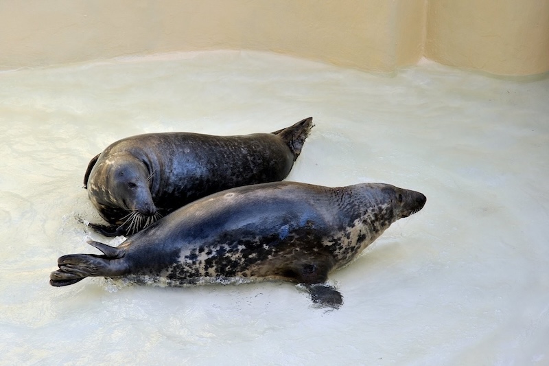 Ferragosto 2025 al Bioparco di Roma:  In programma attività educative, cocomeri agli animali e visita alla mostra ‘Plasticocene’