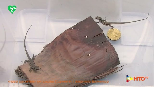 Progetto Life Eolizard: Nate 52 rarissime lucertole delle Eolie al Bioparco di Roma – I rettili saranno rilasciati in natura nella prossima primavera