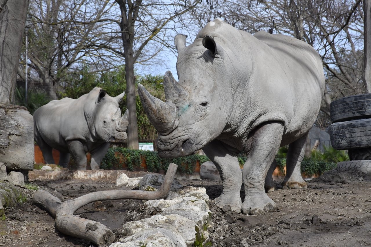 Orme nel Tempo: Dal Colosseo alla fauna del Bioparco di Roma