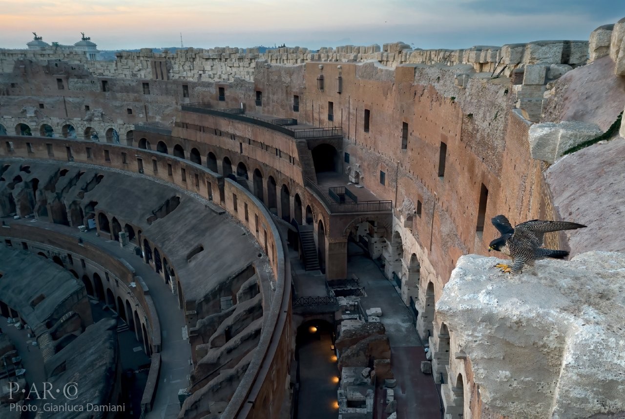 Orme nel Tempo: Dal Colosseo alla fauna del Bioparco di Roma
