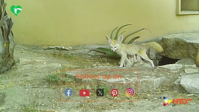 Lieto evento al Bioparco di Roma: sono nati cinque Fennec, i canidi più piccoli al mondo